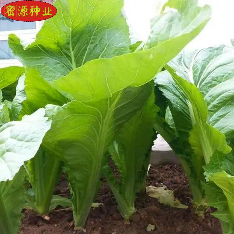 客家竹芥菜种子咸菜酸菜种早熟快大芥菜籽春秋季阳台农家蔬菜种孑