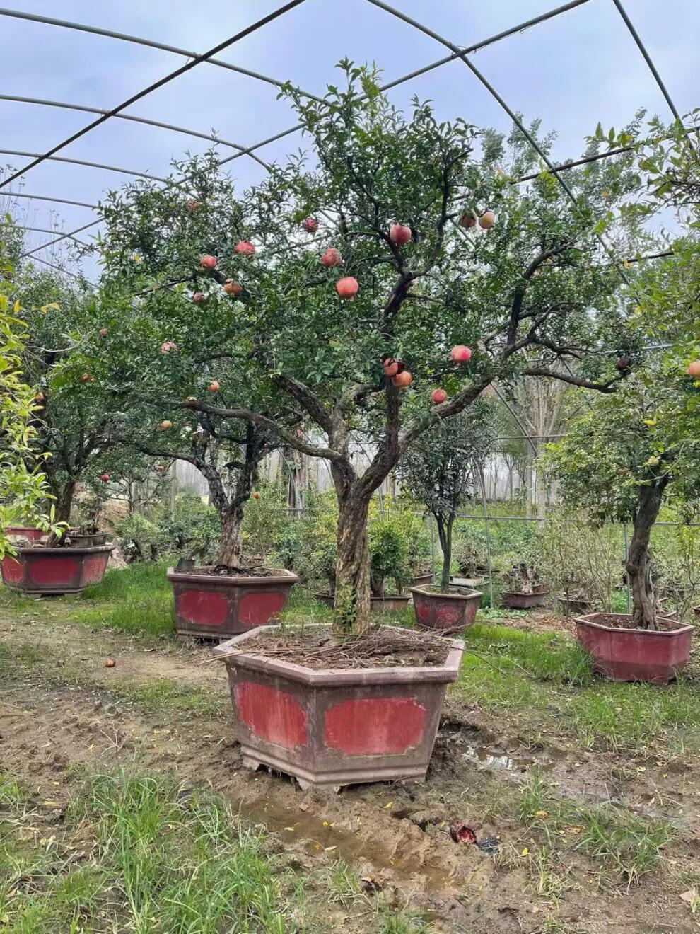 石榴树大树石榴树树苗庭院果树突尼斯软籽盆栽老桩无籽大树特大带土