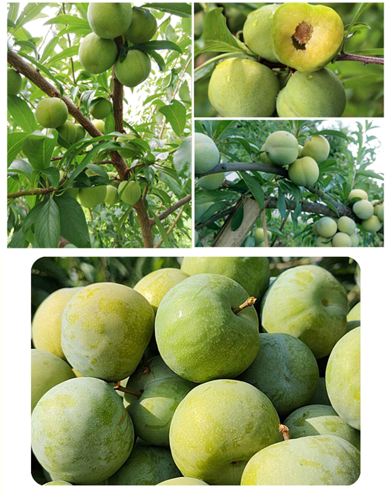 【空运直发】重庆巫山脆李 四川脱骨李青脆李 当季新鲜孕妇水果 大果