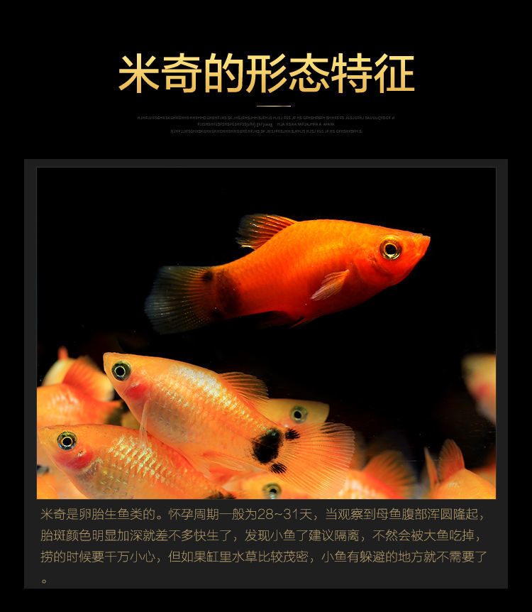 胎生米奇鱼玛丽球鱼小鱼活观赏鱼小型淡水好养黑皮球黄红孕母临产