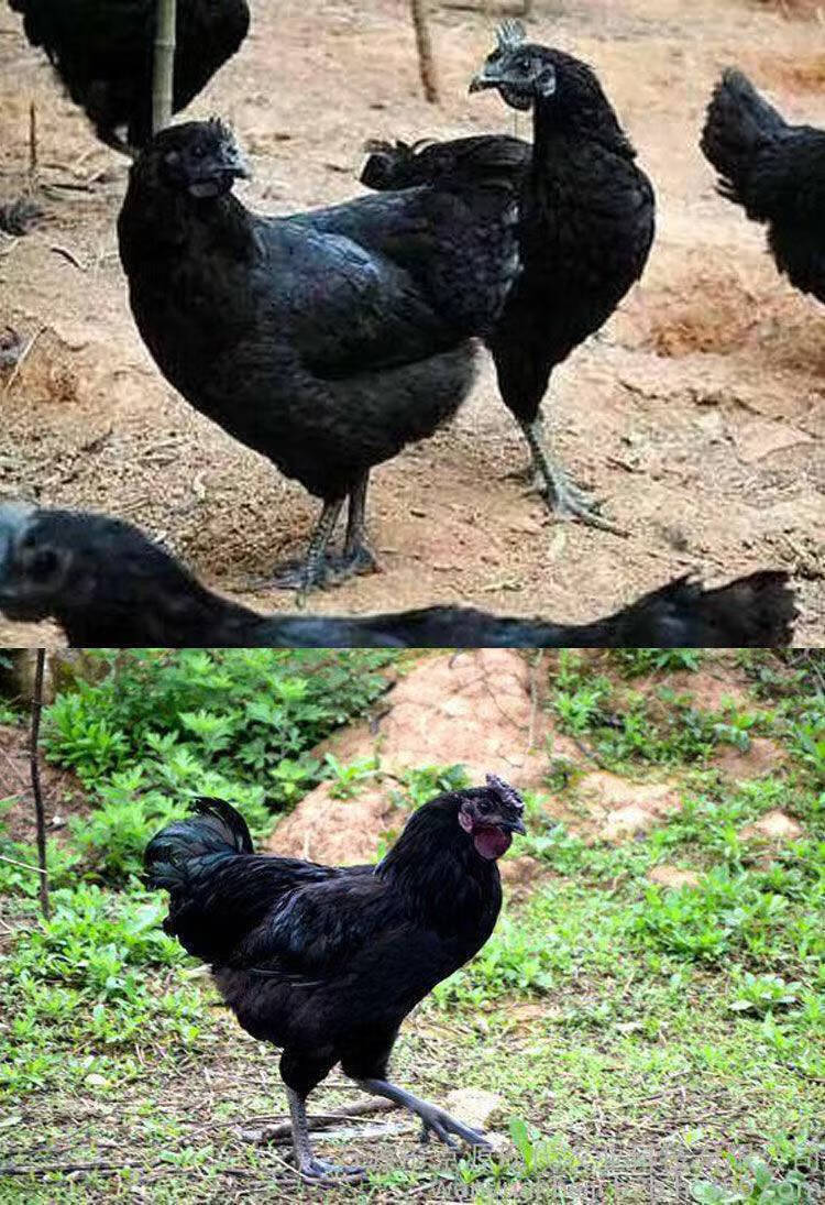 纯种一斤五黑鸡活体黑乌鸡半大五黑一绿鸡脱温鸡乌骨鸡成年批发【9月