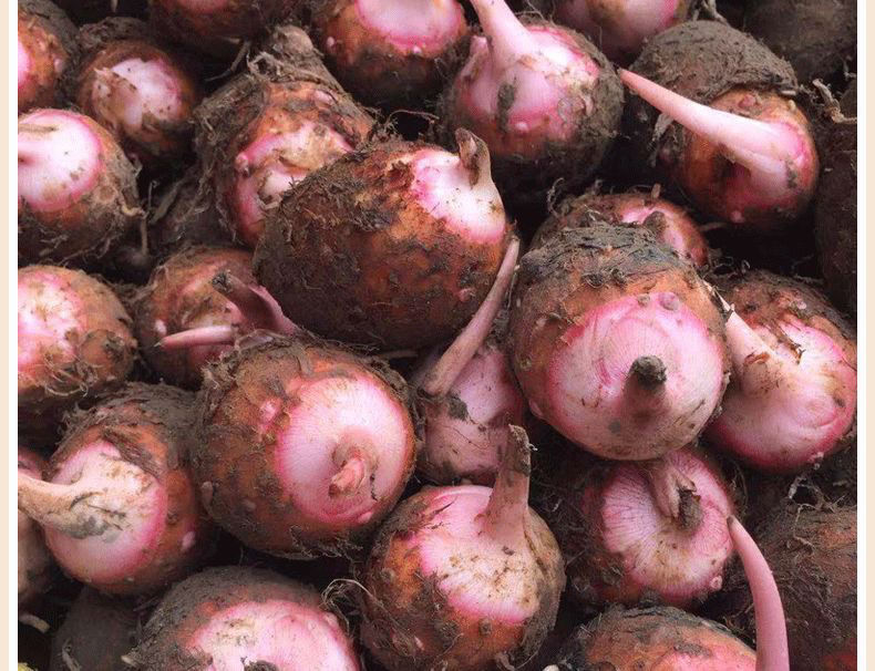 青樱红荔新鲜现挖红芽芋头仔红嘴小毛芋香芋艿软粘粉糯5斤装9斤装