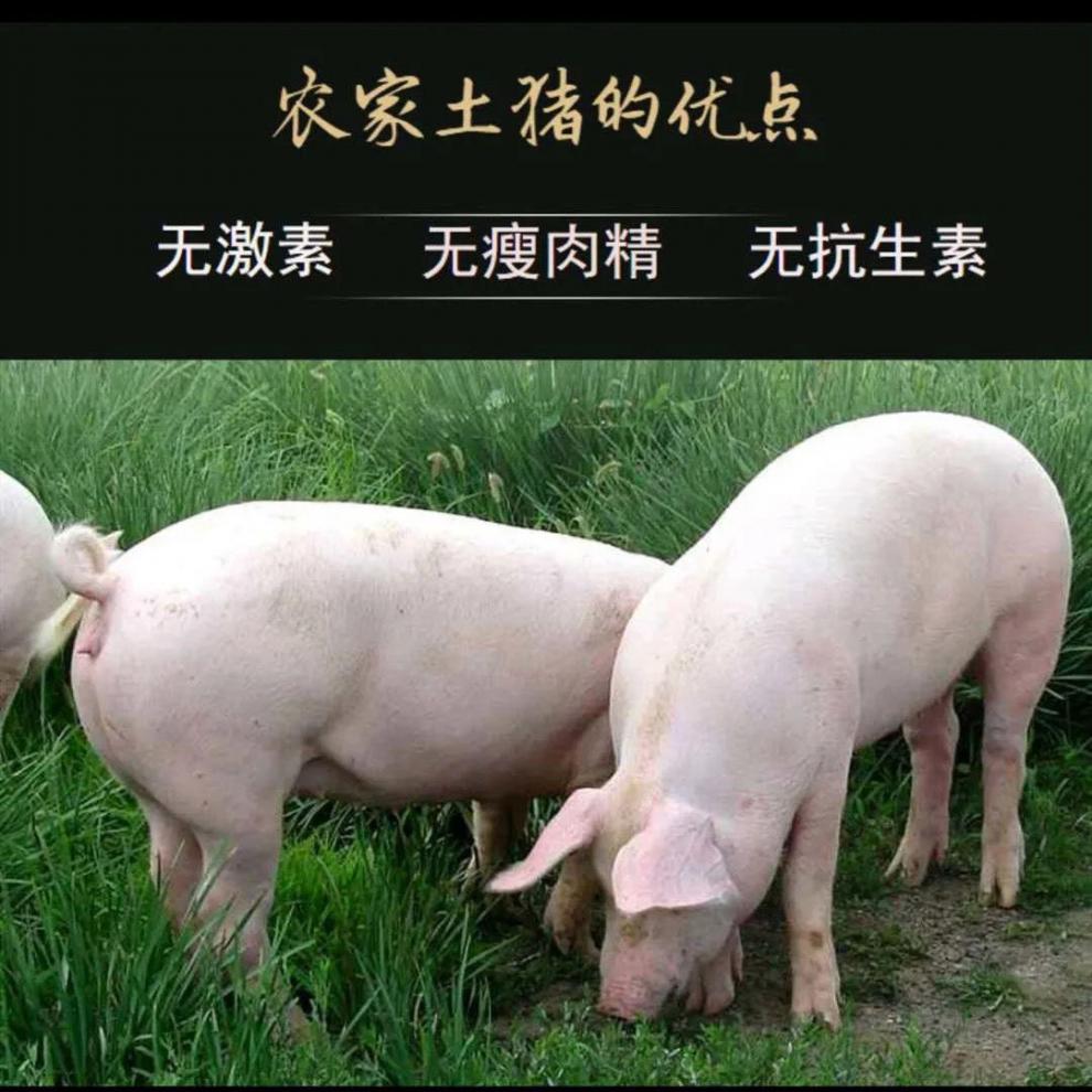 【】农家土猪肝新鲜现杀猪连襟猪脾狮子肝送卤料包昌隆福记 一斤试吃