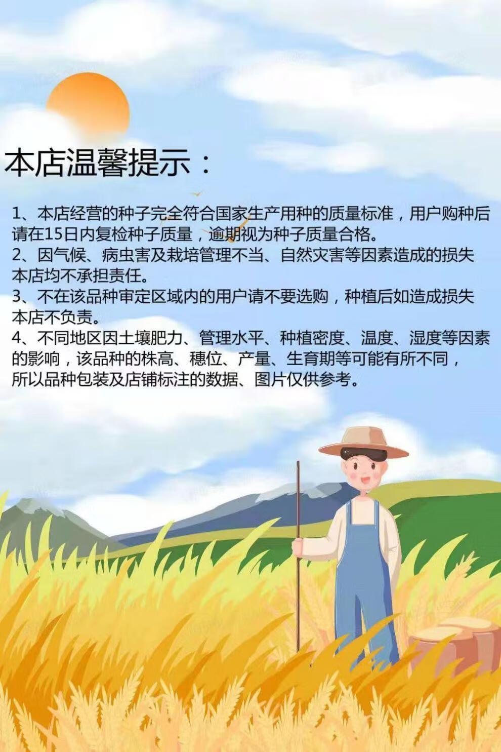 吨粮双棒王中王矮杆玉米种子双胞胎高产紫杆大棒苞谷种抗旱抗倒 高产