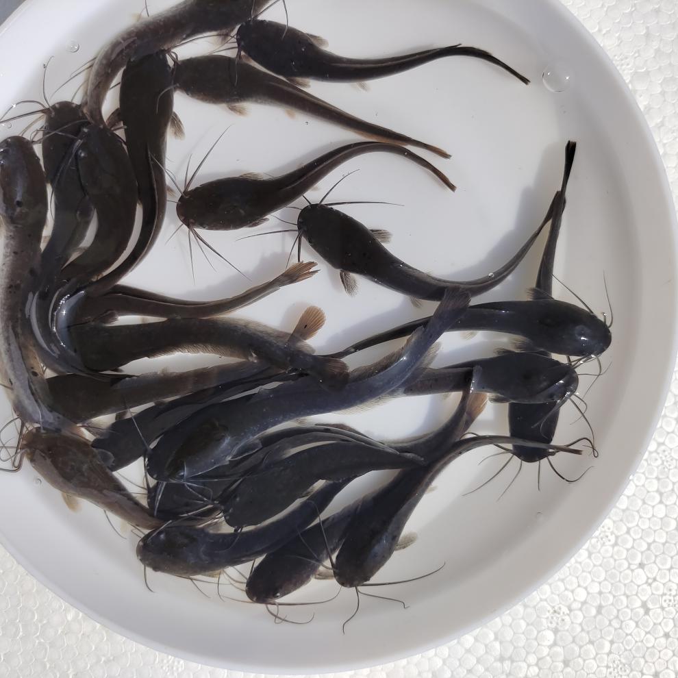 埃及胡子鲶鱼苗革胡子鲶鱼苗凶猛八须鲶鱼苗淡水养殖专用快大饲料