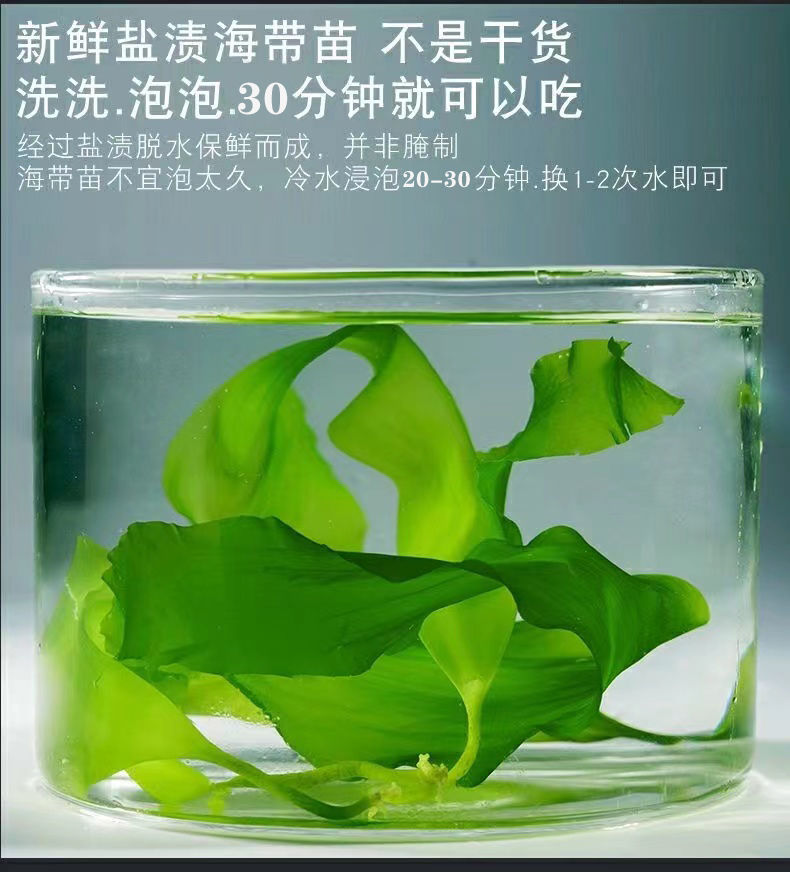 苗嫩特优海带芽新鲜凉拌食材小海带商用批发 霞浦特优海带嫩苗【普通