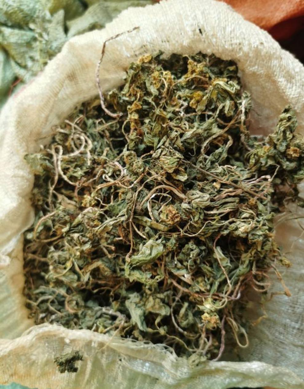 风柜斗草 野生风柜斗草 特级干品正宗福建深山风鼓草 风谷草风骨草