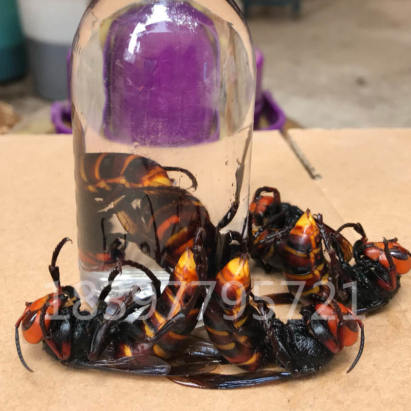 北京同仁堂原料马峰虎头蜂活体金环胡蜂泡酒马蜂蛹野生蜂新鲜牛角蜂