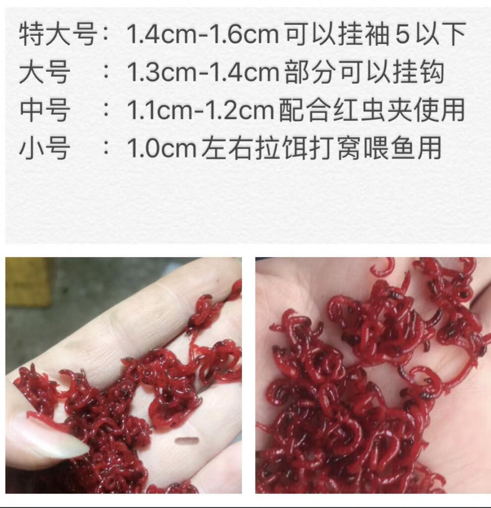 活饵鲜活特大号公虫活体拉饵虫鲫鱼通用野钓饵钓鱼喂鱼鱼饵中号100克