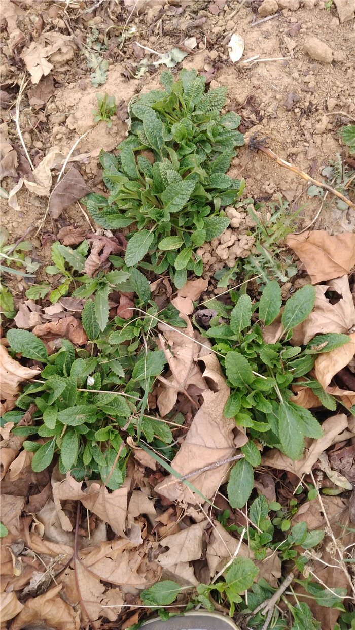 新鲜蛤蟆草癞蛤蟆菜蟾蜍草蛤蟆皮棵草荔枝草皱皮草雪见草500g 鲜品