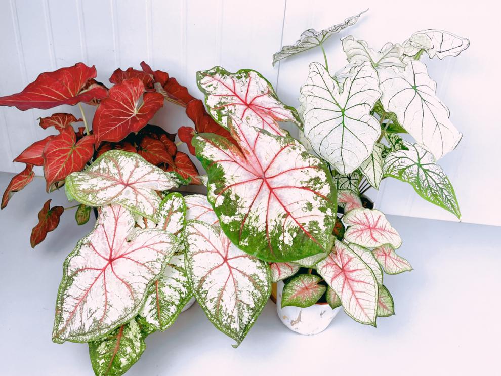 上海鲜花港 彩叶芋成品合集五彩芋成品网红观叶植物粉色飞溅红酒 粉红