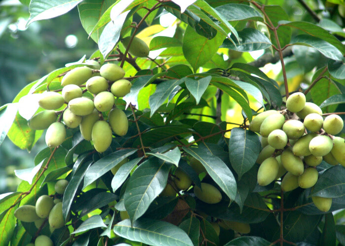 黑橄榄嫁接苗 南方种植果树盆栽地栽苗 乌榄苗6年苗 81cm(含)-110cm