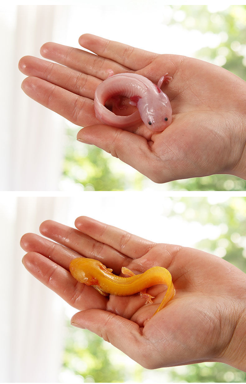 六角恐龙鱼蝾螈活物小型观赏鱼饲料鱼懒人鱼好养耐活养不死包活 白玉