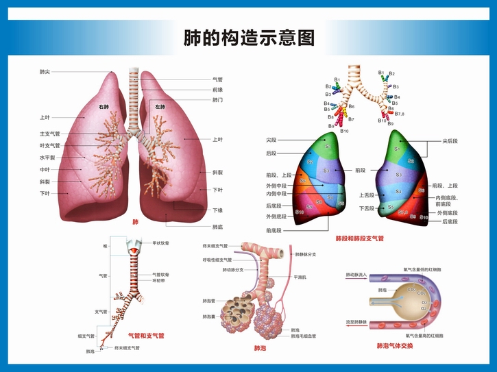 人体呼吸系统结构图呼吸系统构造图高清医院科室医科医学教学挂图 横