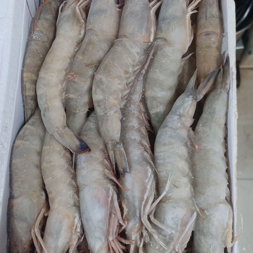 lism海虾纯野生海虾生虾鲜活速冻大明虾野生海虾沙虾硬壳虾家用2斤装