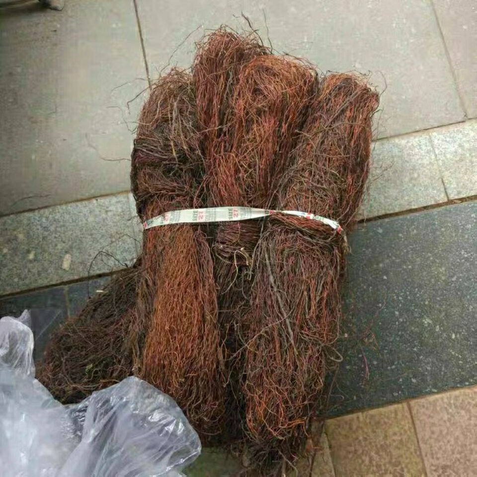 新日期榕树须100克 吊风根条布景装饰水族造景切断干货 (切段)100克