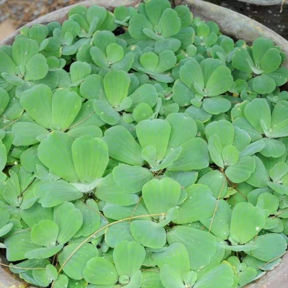 牡丹萍水芙蓉苗水培植物水生植物水养草池塘种植鱼缸造景净化水质 水