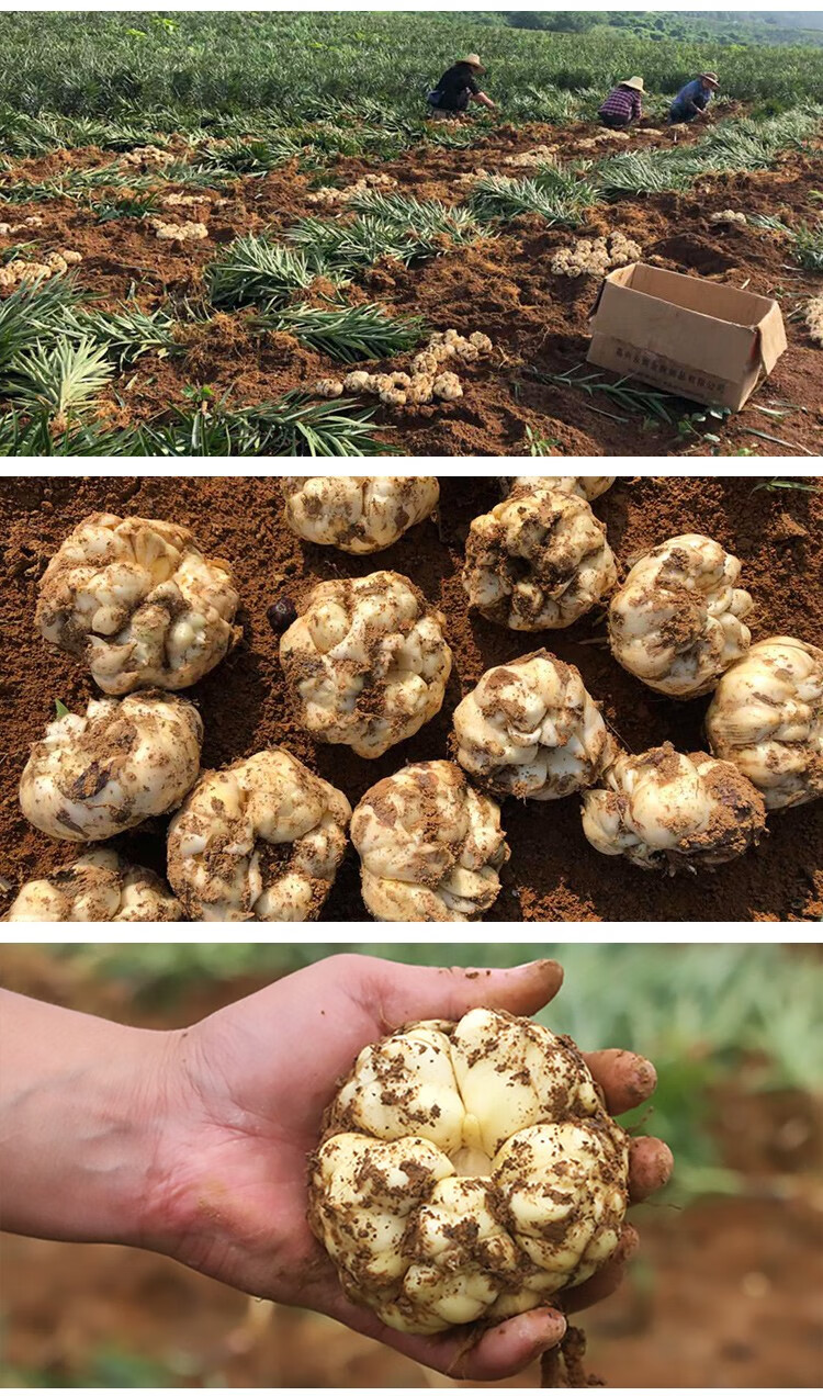 新鲜鲜百合新鲜生百合甜百合生鲜蔬菜年货团购生鲜 2500g【图片 价格