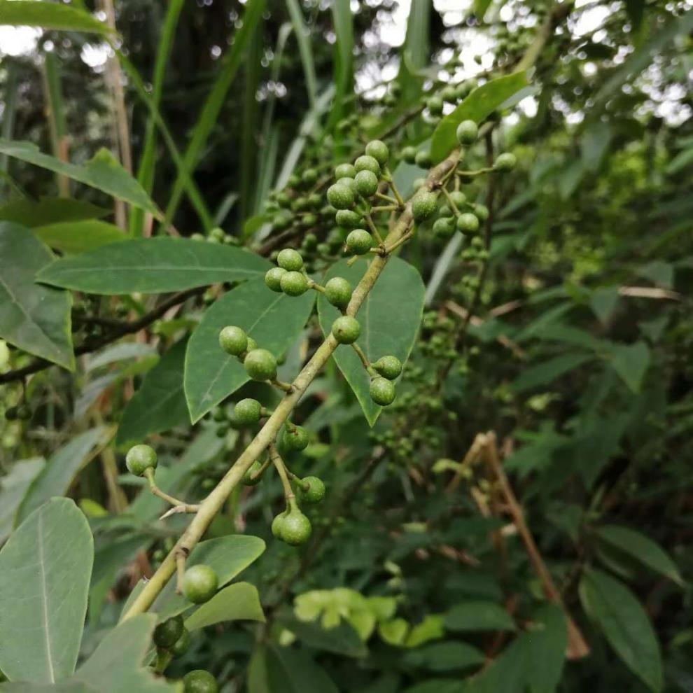 山胡椒新鮮山胡椒野生木姜子山蒼子 (順豐)山胡椒幹1斤【圖片 價格