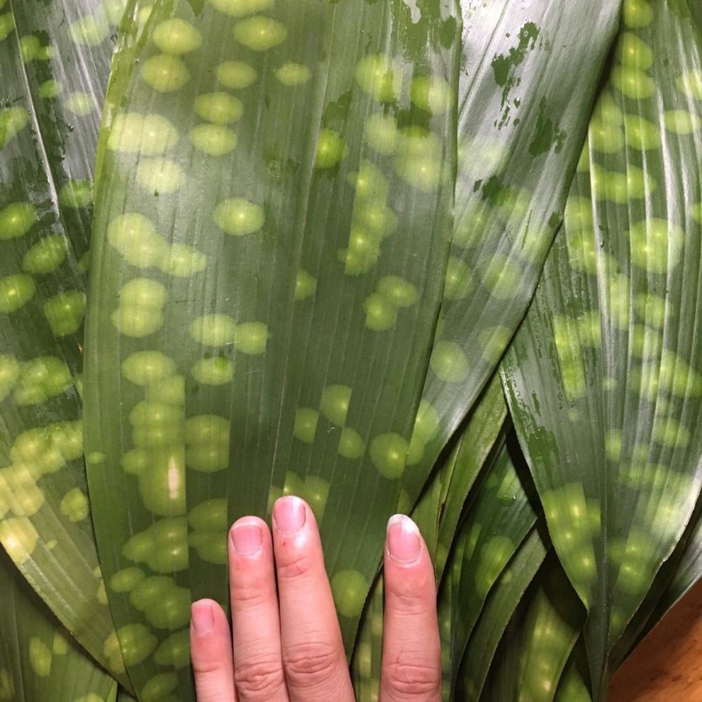 粽子叶四川新鲜粽叶包粽子粽叶农家自种糯米粽子叶 带棉线 新鲜粽叶