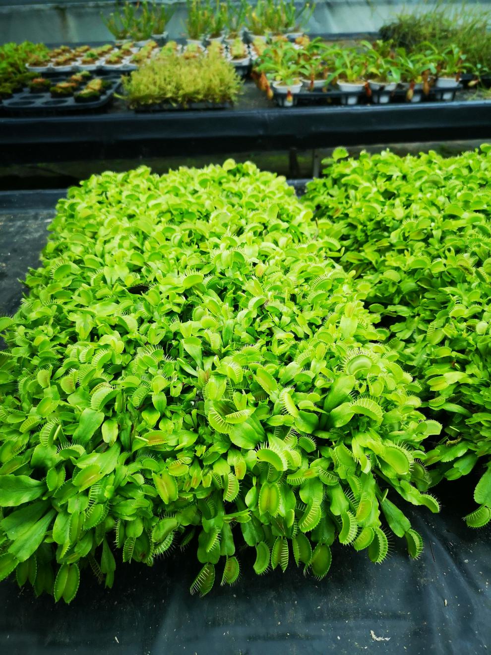 花绿植食蝇草猪笼草茅膏菜食虫植物b52捕虫草 b52捕蝇草捕夹约1厘米