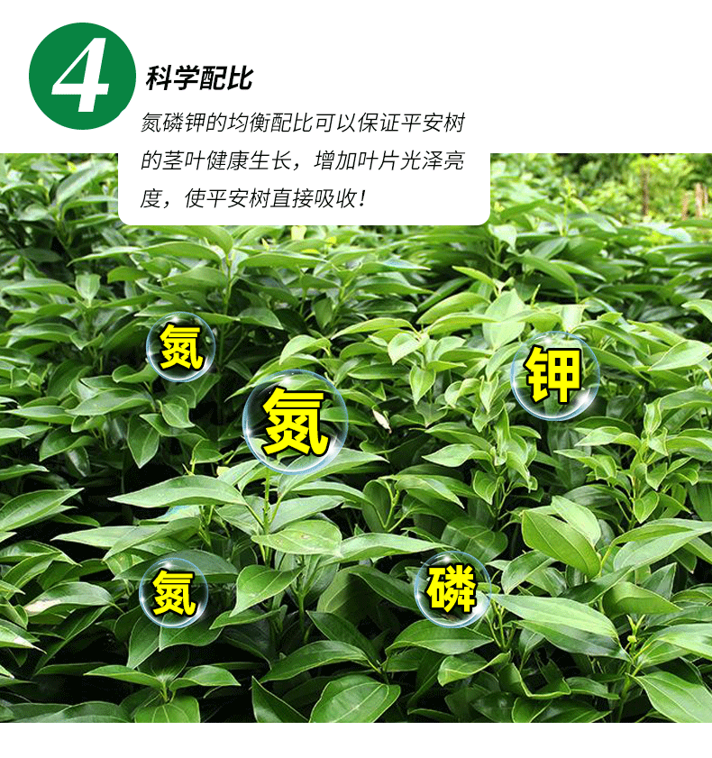 德沃多平安树专用肥料营养液家用室内养花盆栽幸福树金钱树通用型平安