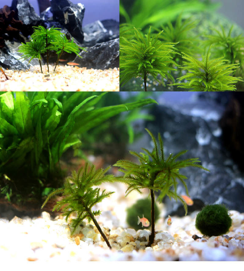 水草鱼缸鱼草万年藓水草活体耐活耐低温苔藓鱼缸水族箱生态瓶造景