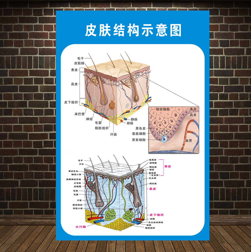 皮肤结构贴示意图纸皮肤疾病常见图谱贴纸医院皮肤科挂图宣传海报