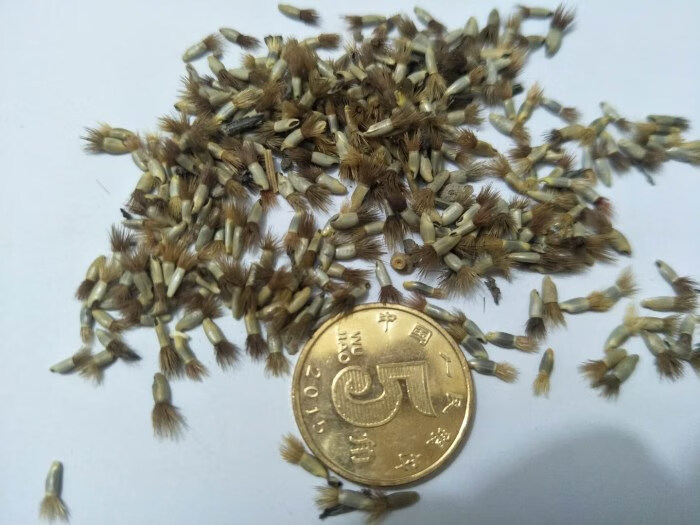 室外耐寒混合矢车菊花种四季开花庭院花种子花卉植物花种籽子草籽