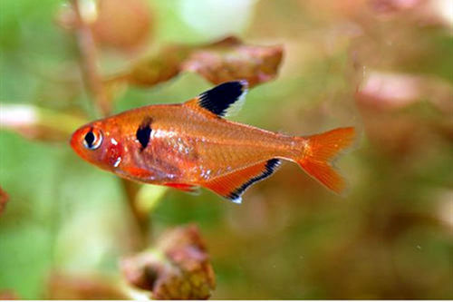 长尾红叉鱼扯旗鱼玫瑰扯旗鱼小型红尾大勾扯旗热带观赏鱼包损 红尾大