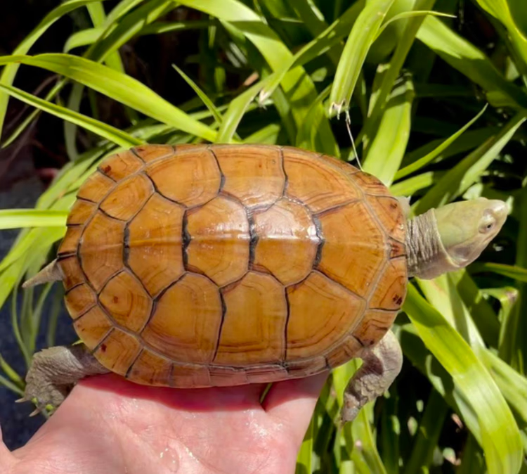倘沭湾 纯正皖南种三黄小青龟石金钱龟苗活物小宠物乌龟龟非标定制 6