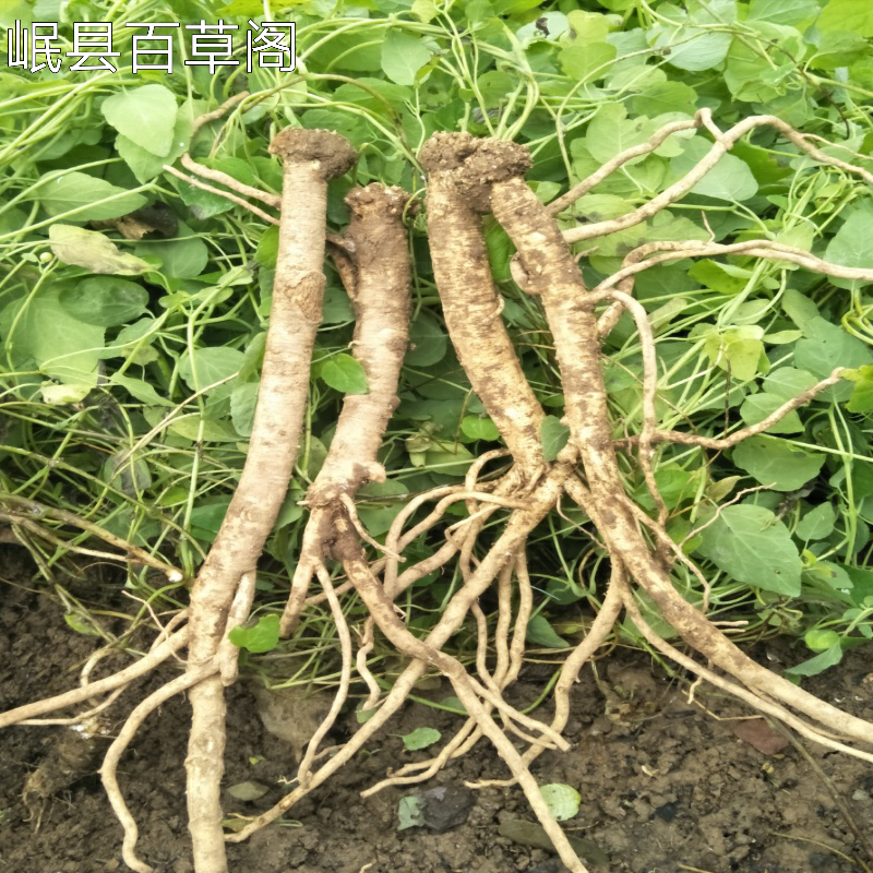 党参新鲜党参鲜500g野党生农家自采党参2020泡酒党参煲汤新鲜【图片
