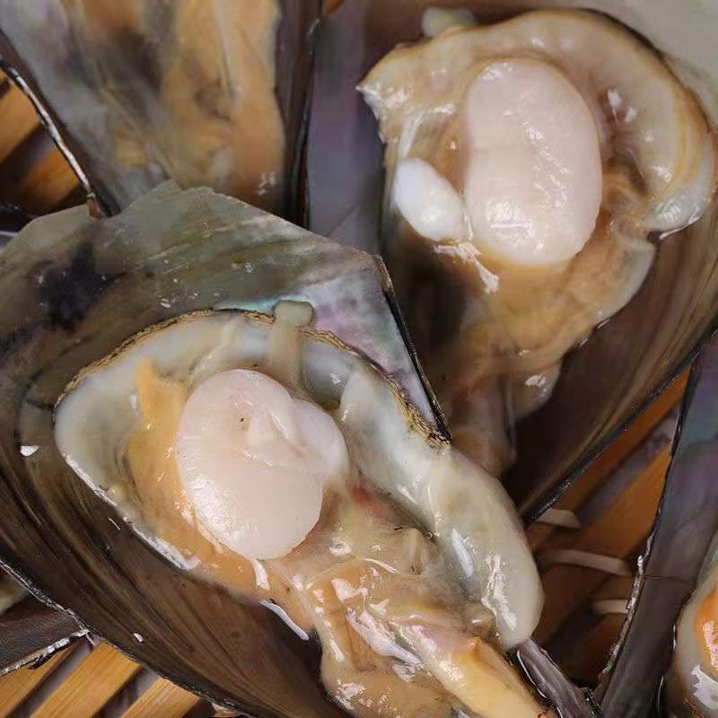 产地直发鲜活加工半壳速冻海带子绿贝瑶柱海鲜水产烧烤自助餐专用 (十