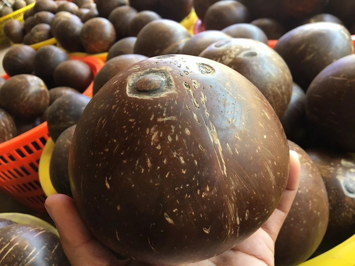 维吉尔海南香榨汁饮料老椰皇抛光炖盅黑椰子网红椰子碗老椰子 海南椰