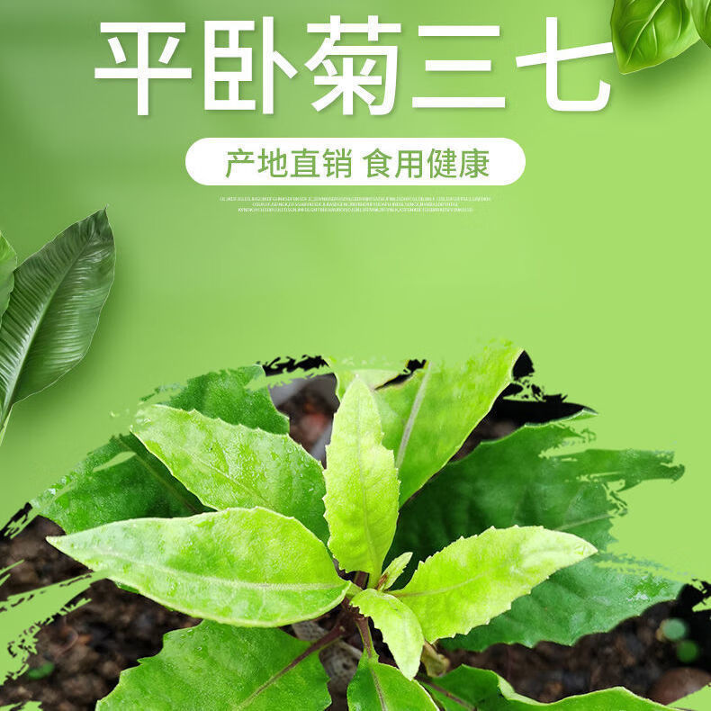 平卧菊三七粉固体饮料好三七粉细粉补血文山云南沁溪 一桶(220g)