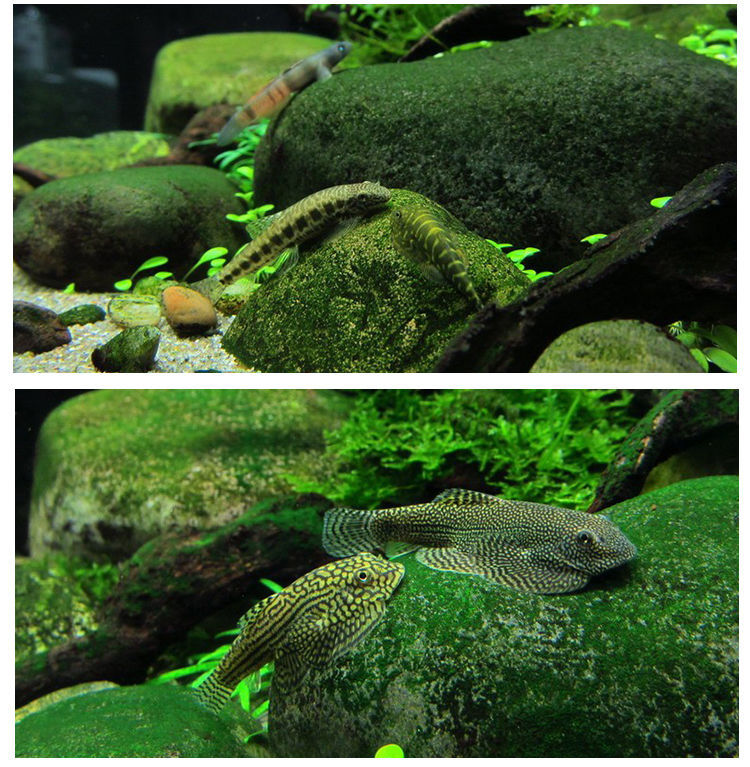 鱼除藻双吸盘贵爬吸鳅爬岩鳅观赏鱼 超大吸盘琵琶湫5-6cm2条【图片