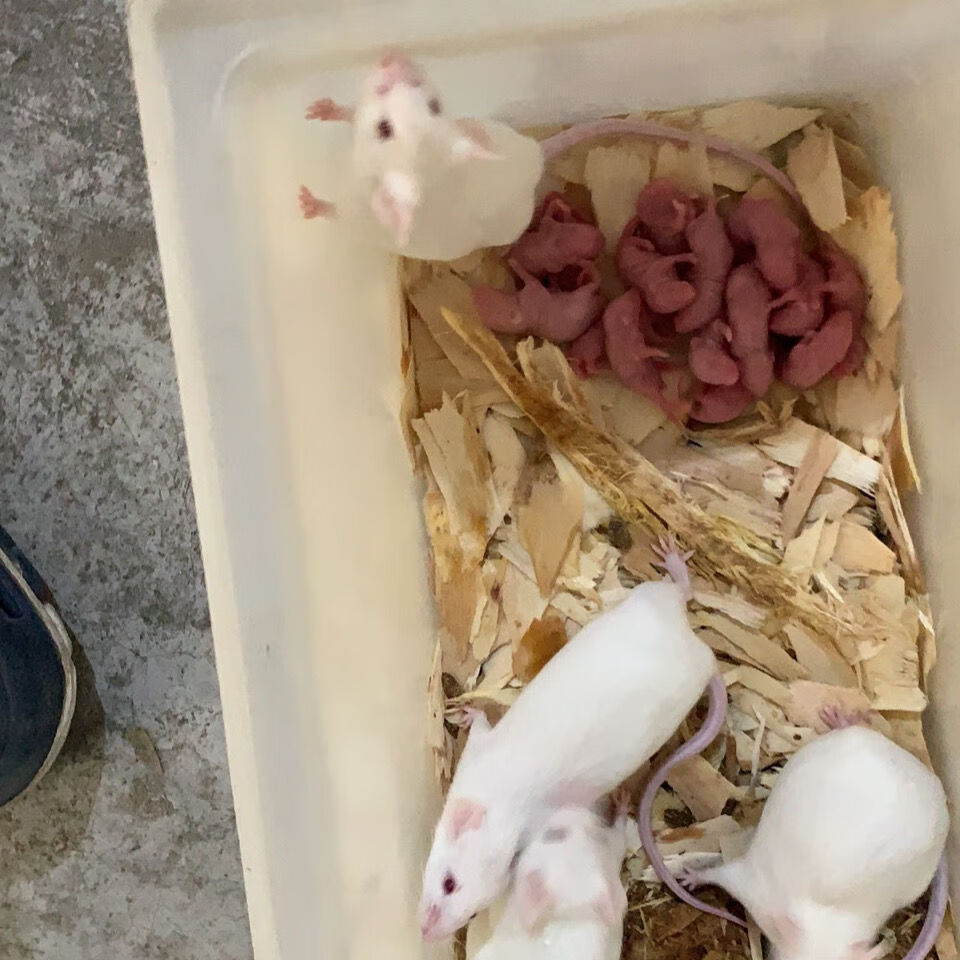 实验无菌spf小白鼠活体红皮乳鼠繁殖组一公三母大小亚成怀孕种鼠醉俊