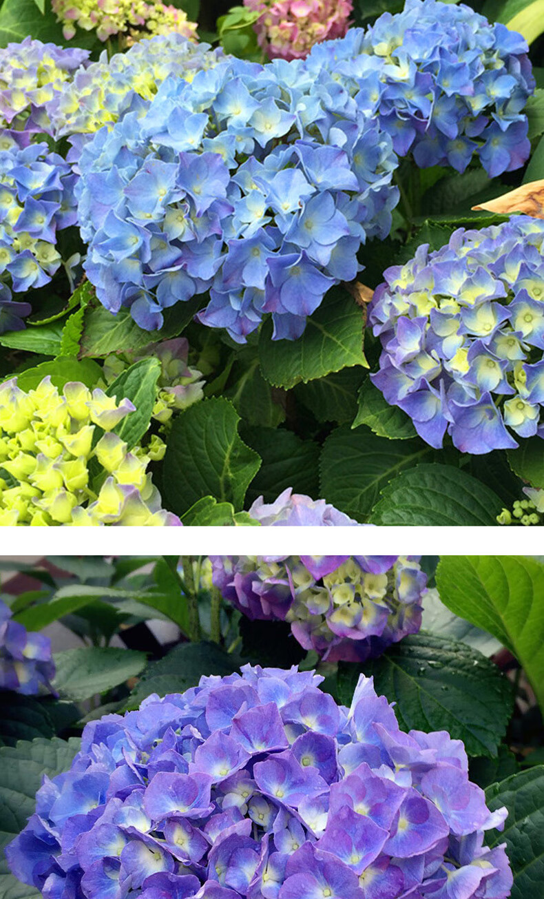 绣球花八仙花花苗盆栽老桩特大无尽夏木本室外庭院四季树苗f5 康康舞