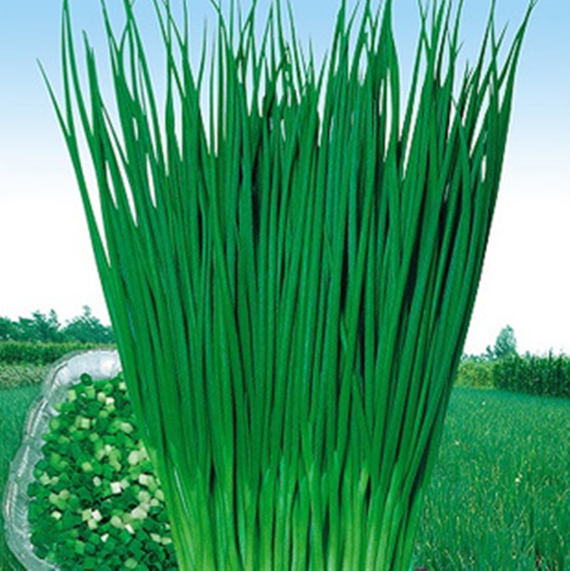 春季种子四季小香葱细葱种子春季盆栽苗冬季蔬菜种籽青菜小葱种籽 四