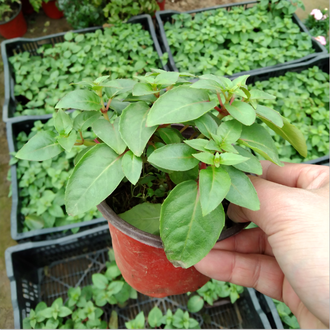 花客悦 宫灯长寿花盆栽苗花灯笼花倒挂金钟室内阳台垂吊海棠绿植花卉