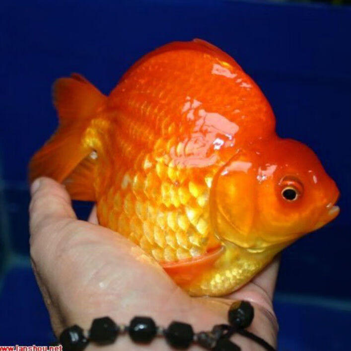 鎏金金鱼高背短尾活体淡水冷水观赏鱼宠物鱼水族红白好养耐活 红鎏金8