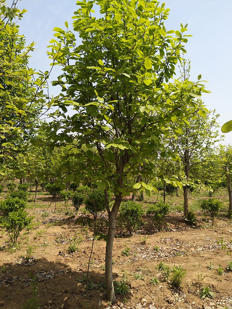 现货 京东云仓发货 玉兰花树苗盆栽红白玉兰花苗大型庭院绿化苗四季