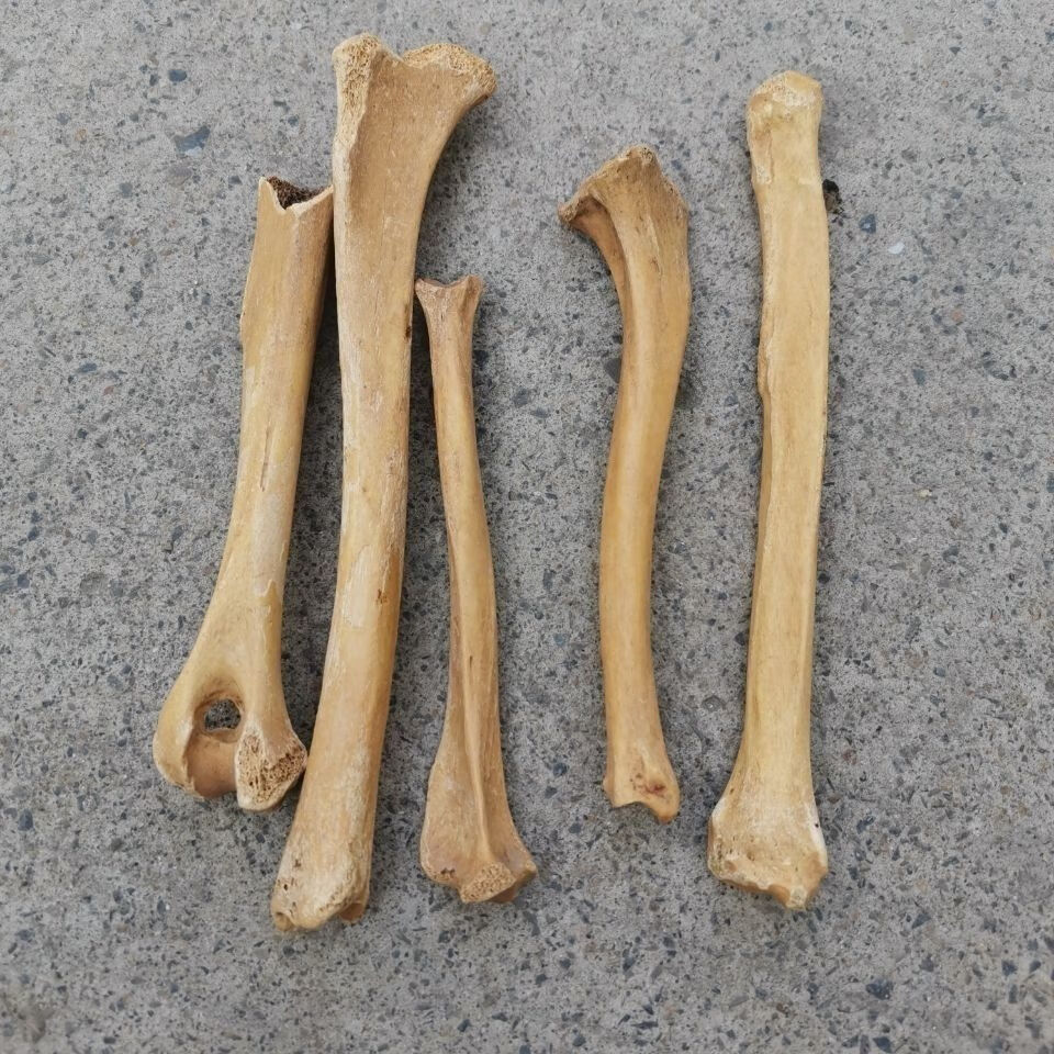 北京同仁堂原料 中药材生狗骨头 狗骨头 药用狗骨
