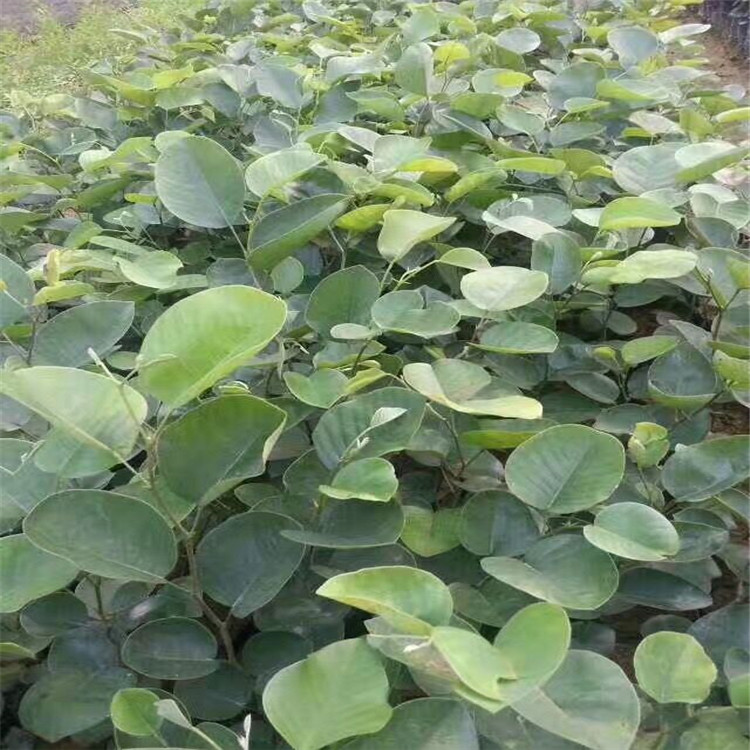 印度紫檀树苗盆景珍贵红木树檀香小叶紫檀树桩名贵盆栽绿植印度紫檀