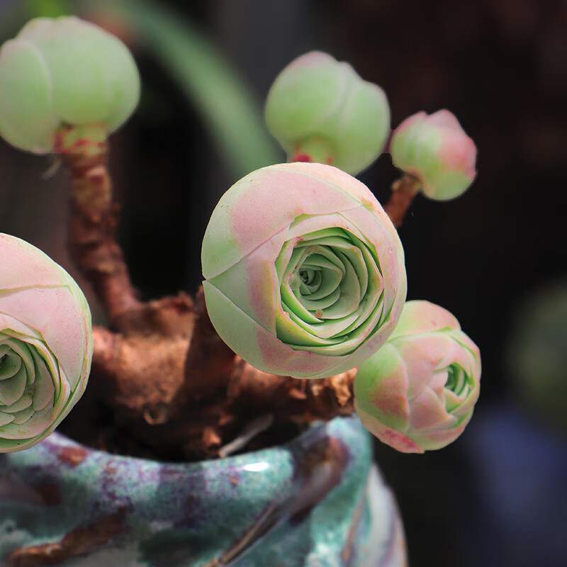 山地玫瑰多肉植物稀有品种风铃耶罗玫瑰肉肉精品贵货花卉盆栽 粉山地