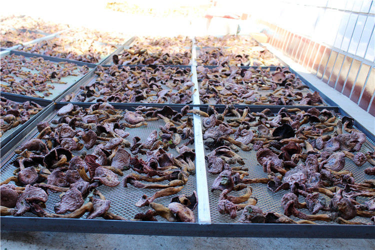 fghgf 肉蘑 松树伞红蘑菇 血红铆钉菇承德特产肉蘑东北蘑菇干货 250g