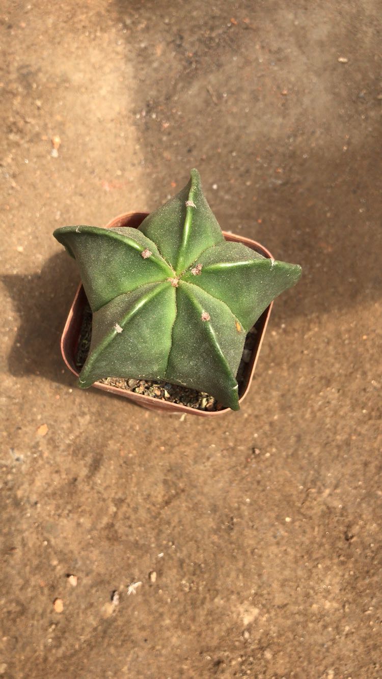 实生五角鸾凤玉仙人掌仙人球多肉植物仙人类绿植花卉大凤龙810厘米不