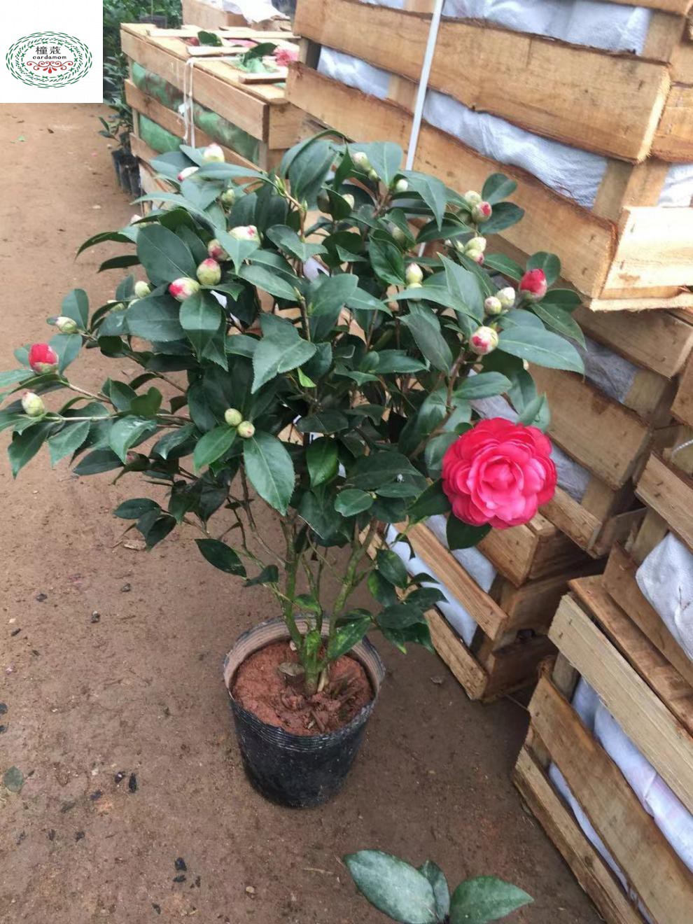 茶花苗 山茶花盆栽带花苞五色赤丹茶花树苗名贵花卉室内浓香绿植四季