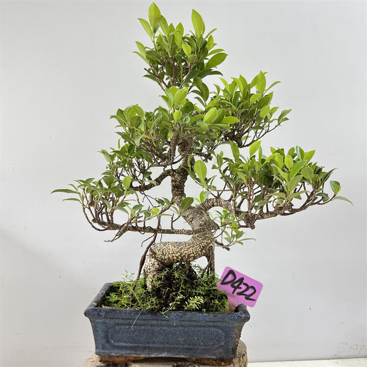 榕树头台湾虎皮斑点榕盆景盆栽植物造型室内绿植花卉 办公室植物 气根