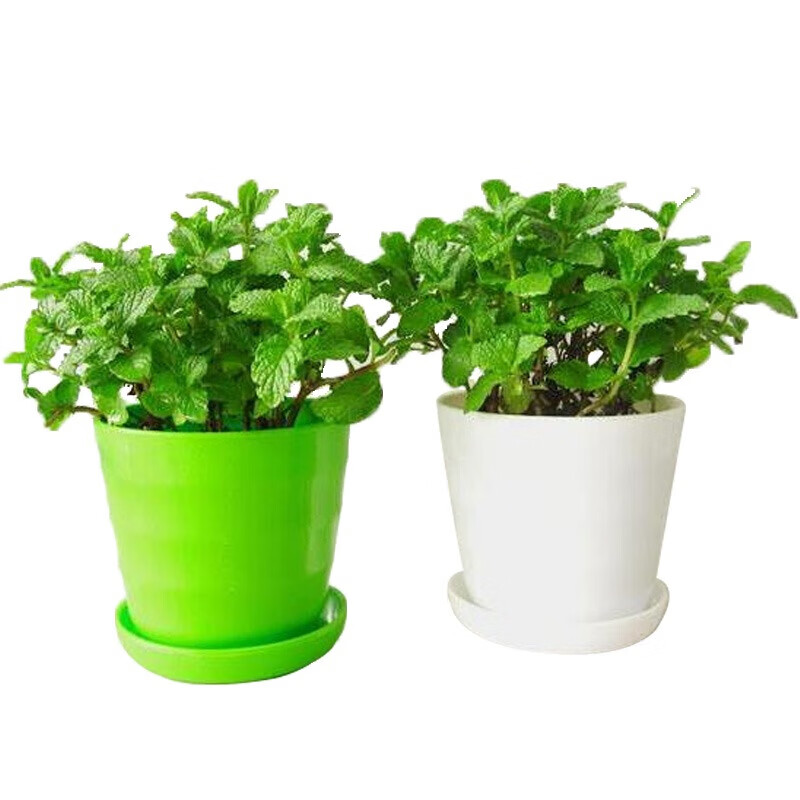 现货 京东云仓发货 柠檬薄荷 绿薄荷草 香草植物 薄荷(不含盆)